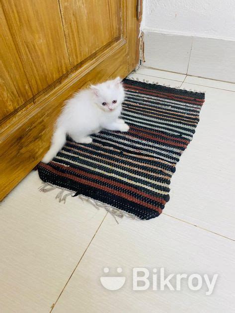 Pure Persian Cats For Sell For Sale In Jatrabari Bikroy