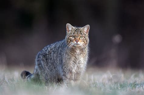 Faune et flore de nos régions. Chat forestier : le cousin sauvage du ...