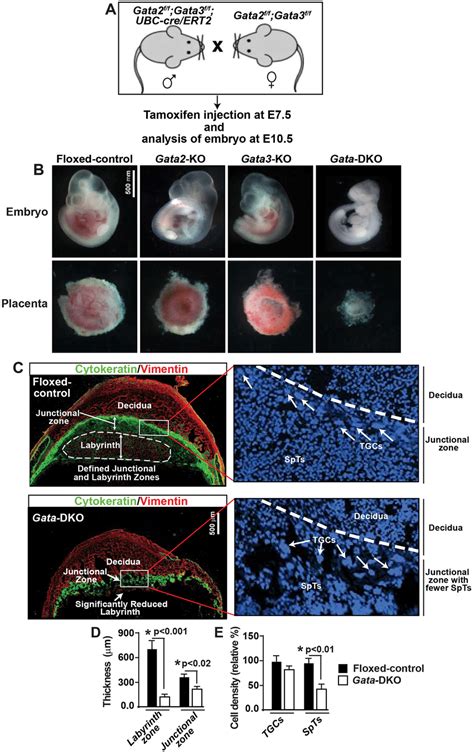 Gata2 And Gata3 Ablations In Differentiating Trophoblast Cells Impair Download Scientific