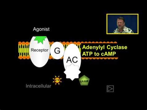 Ionotropic vs Metabotropic Receptors - YouTube