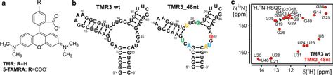 Chemical Constitution Of Tetramethylrhodamine Tmr And Carboxy