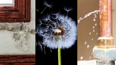 Understanding Mold Threats In Your Home - BioBalance