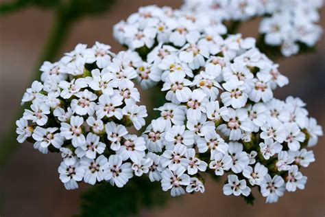 Yarrow Plants: Low Maintenance Beauty for Your Garden