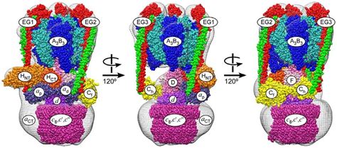 Pseudo Atomic Model Of Yeast V Atpase Three Views Of The V Atpase