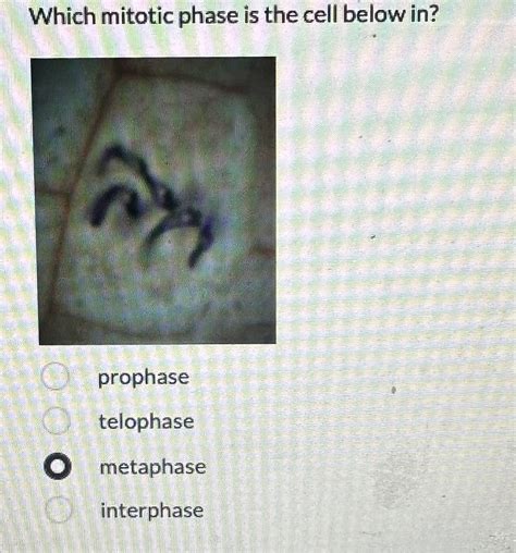 Solved Which mitotic phase is the cell below in? prophase | Chegg.com