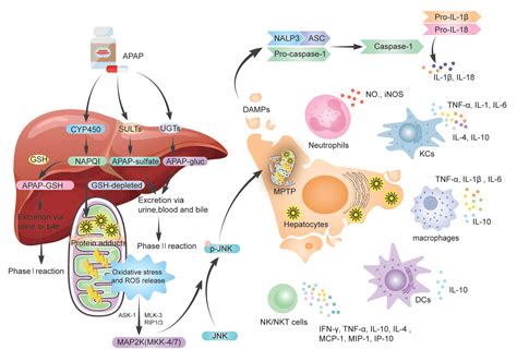 Immune Cells And Cytokine In Acetaminophen Induced Liver Injury