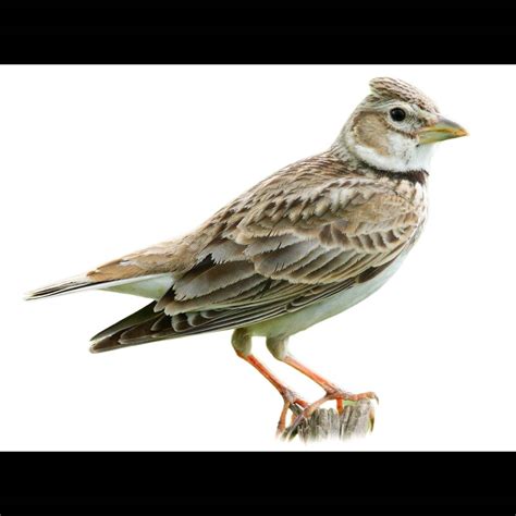 Calandra Lark Melanocorypha Calandra Species Guide Birda