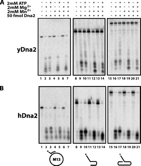 Endonuclease Activity Can Generate Helicase Substrate A Helicase