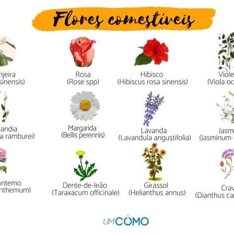 Flores Para Casamento Fotos E Nomes De Flores Para Off