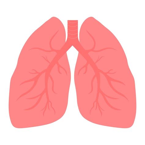 Premium Vector Human Lungs Icon Vector Illustration