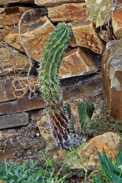 Euphorbia Horrida Bg Meise Ruud De Block Flickr