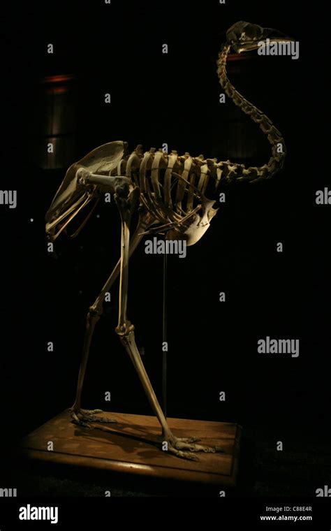 Skeleton of Kangaroo Island Emu (Dromaius baudinianus) or Dwarf Emu in ...