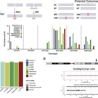 Comparative Gene Editing Efficiency A Schematic Of The Gene Editing