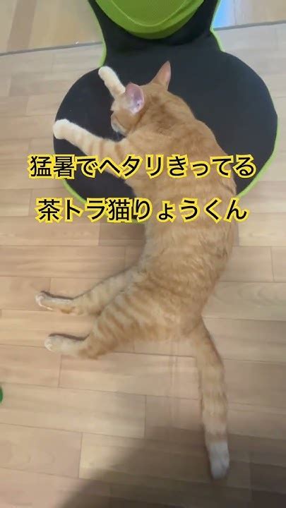 連日の猛暑で猫もヘタリ気味。いつも以上にグデグデしてます。 Youtube