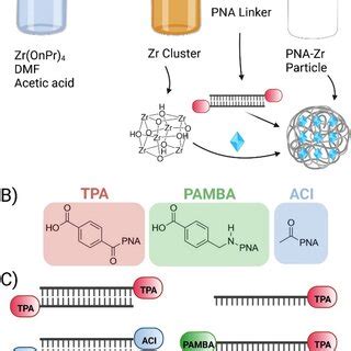 Stability Of PNA Zr Particles And ICP AES Stability Of PNA Zr