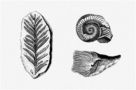 Fossils Vector Illustrations Set Download Free Graphics