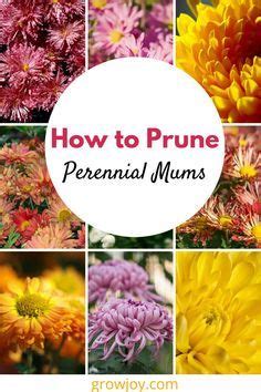 The Words How To Prune Perennial Mums Are Surrounded By Pictures Of