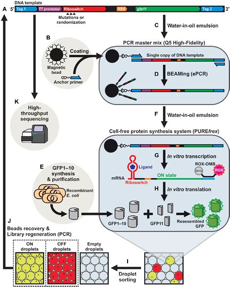 Figure From High Throughput Screening Of Cell Free Riboswitches By