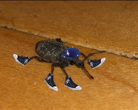 Kicking it with the kitchen weevil : r/Weevilswithshoes