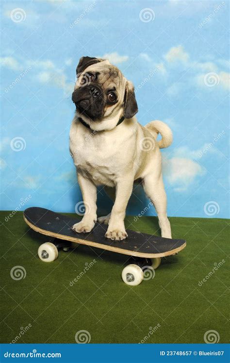 Pug On A Skateboard Stock Image Image Of Cute Animal 23748657