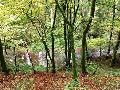 Gutachten Zum Wald Der Zukunft Afz