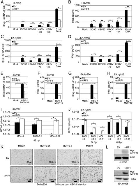 Figure 5 From Modulation Of The Cgas Sting Dna Sensing Pathway By Gammaherpesviruses Semantic