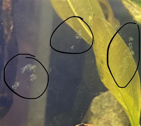 help!! egg identification : r/Aquariums