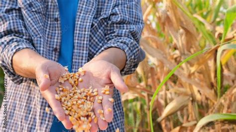 Dry Corn Seeds In Farmer Hands Pouring Into Plantation Farm Background Farmer Harvest Cereal