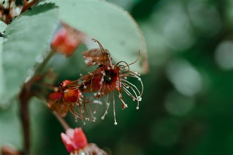 Sundew Plant: Unveiling Carnivorous Wonders and Beauty