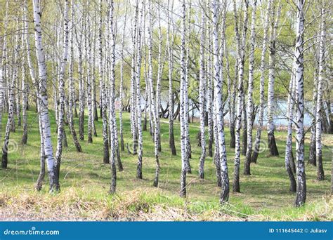 Árvores De Vidoeiro Branco Bonitas Na Mola Na Floresta Foto de Stock