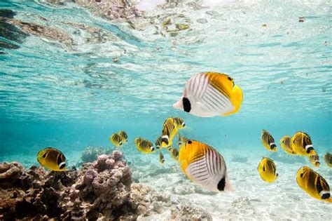 Tropical Fish Picture Of Aitutaki Southern Cook Islands Tripadvisor