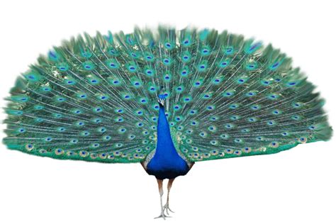 Pavo Real Alas Abiertas Png Transparente Stickpng