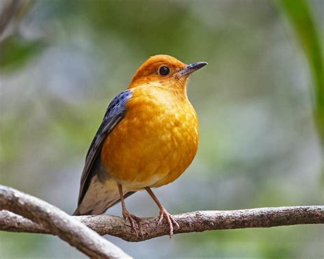 gambar burung dalchaebi