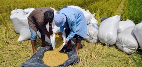 Ecuador Inicia Exportaciones De Arroz A Colombia Notimundo