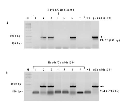 Photographs Of Ethidium Bromide Stained Agarose Gels With Pcr