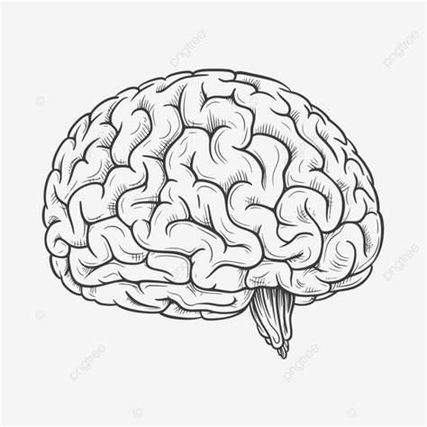 Dibujo De En Blanco Y Negro Un Boceto Del Contorno Cerebro Humano