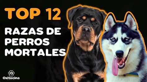 Top 12 Razas De Perros Más Mortales Youtube