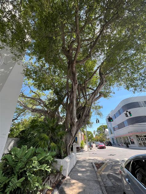 Eaton St. / Old Town, Key West. ⭕️ - Save A Tree / Key West