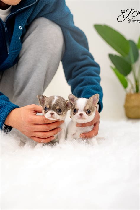 Teacup Chihuahua Puppies - Everything You Need To Know