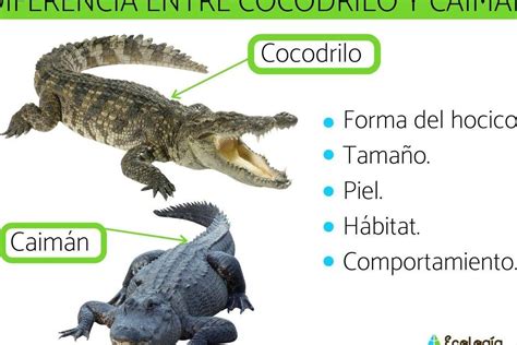 Diferencias Entre Alig Tor Cocodrilo Y Caim N Todo Lo Que Necesitas