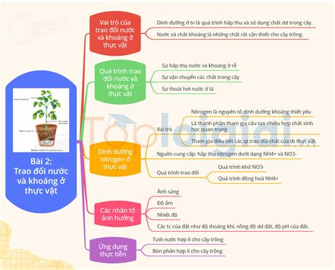 Sơ đồ tư duy Sinh học 11 Bài 2 Trao đổi nước và khoáng ở thực vật