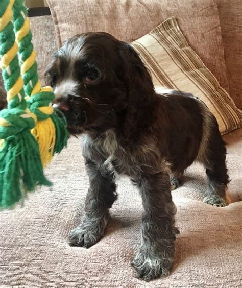 1 Left Beautiful Chocolate Roan Cocker Spaniel Puppies Now Available