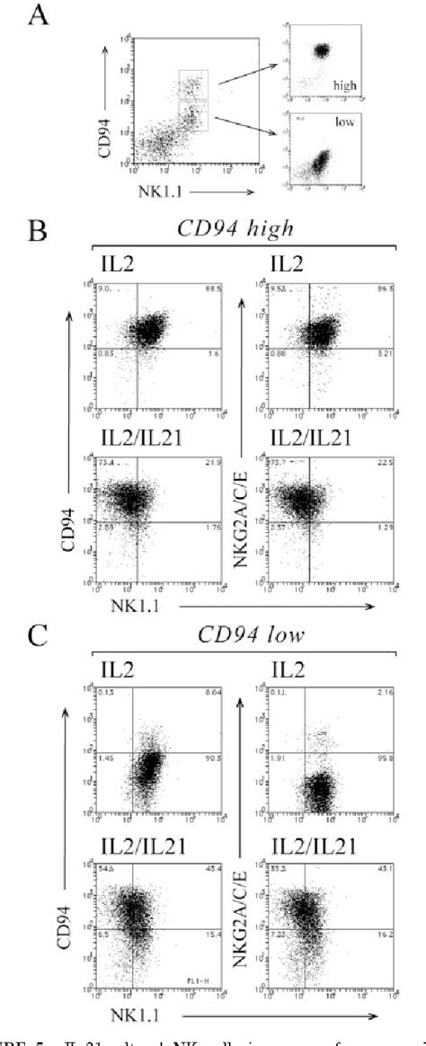 Figure 2 From Il 21 Induces The Functional Maturation Of Murine Nk