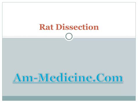 Rat Dissection Journal 6