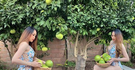 Minh Thư Gái nhảy mặc bikini hái bưởi Sao việt Việt Giải Trí