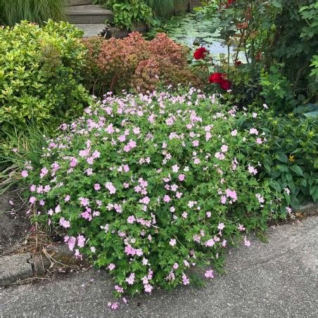 Geranium Dreamland Geranium vivace Le Châtel des vivaces