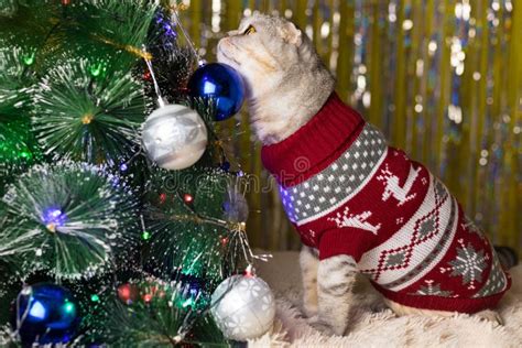 A Playful Cat Is Playing With A Christmas Tree Stock Photo Image Of