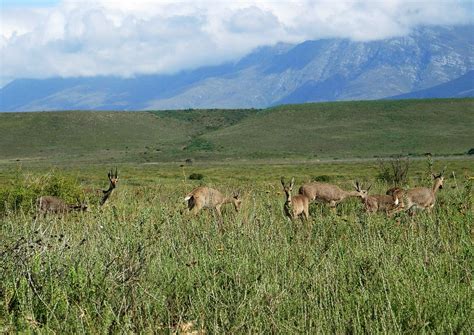 Grey rhebok | Small antelope from South Africa