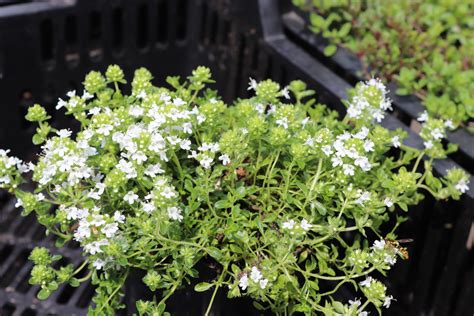 Thymus Praecox Albiflorus Zeelandplant