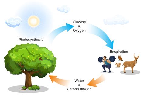 Living Organisms